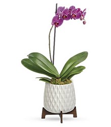 Architectural Orchid Plant from Mona's Floral Creations, local florist in Tampa, FL