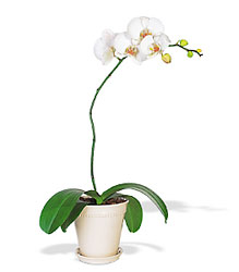 Orchid (Phalaenopsis) from Mona's Floral Creations, local florist in Tampa, FL
